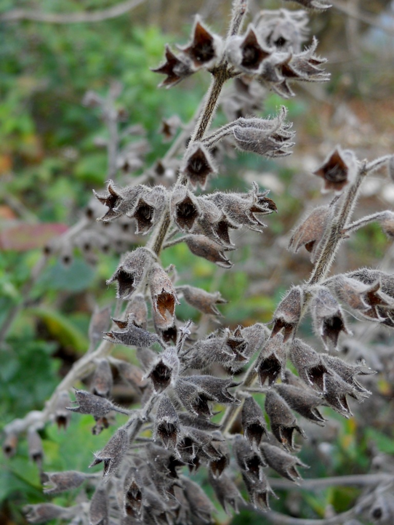 Piantina sfiorita - Teucrium flavum s.l.